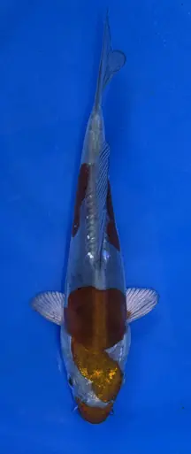 17cm Japanese Imported Doitsu Ochiba - Koshiji - ICF10 - 3