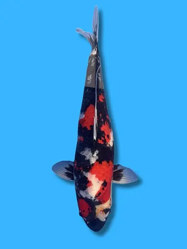 63cm Japanese Imported Showa - Dainichi - ICF1 - 13