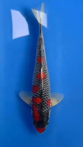 33cm Japanese Imported Goshiki- Aokiya - QT9 - 26