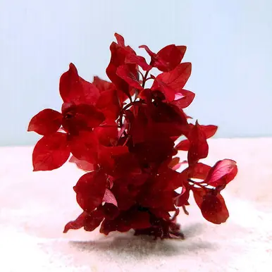 Ludwigia palustris 'Super Red' - FFP