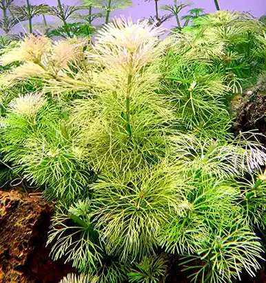 Limnophila heterophylla - UNS