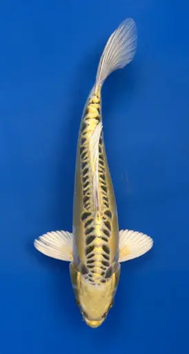28cm Japanese Imported Yellow Dragon- Aokiya - QT9 - 9