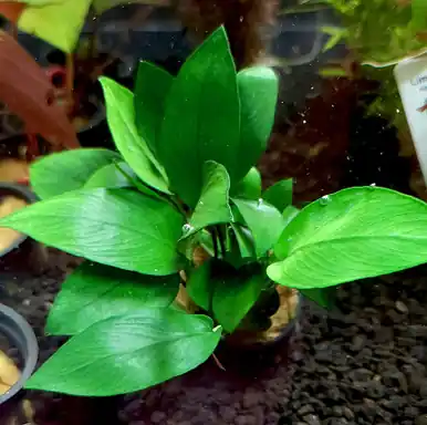 Anubias barteri nana 'Peacock' - UNS