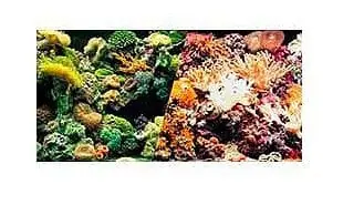 12" High Marine Reef / Corals Aquarium Background - Fluval