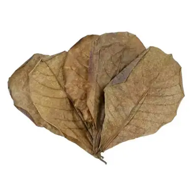 XL, 6"-10" Dry Indian Almond Leaves , 10 ct.