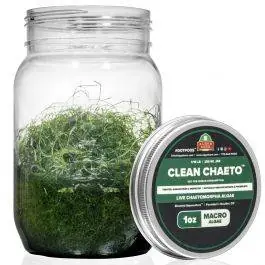 CleanChaeto - Live Chaetomorpha Algae