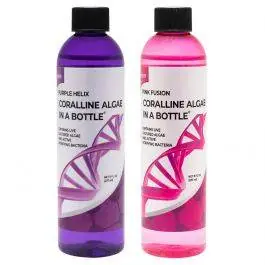 Pink & Purple Live Coralline Algae Kit - ARC Reef