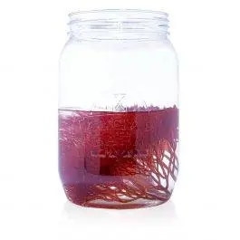 Red Ogo - Live Red Ogo Gracilaria Algae