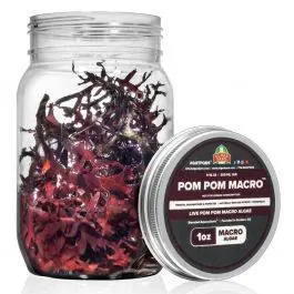 PomPom - Live PomPom Gracilaria Algae