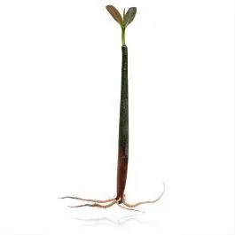Live Red Mangrove - AlgaeBarn