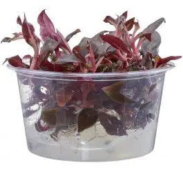 Alternanthera reineckii ‘Mini’ - Live Freshwater Plant (Tissue Culture)