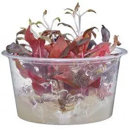 Alternanthera reineckii rosaefolia - Live Freshwater Plant (Tissue Culture)