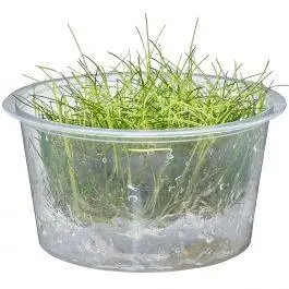 Dwarf Hair Grass - Eleocharis acicularis 'Mini' - Live Freshwater Plant (Tissue Culture)