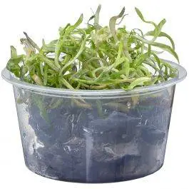 Stargrass - Heteranthera Zosterifolia - Live Freshwater Plant (Tissue Culture)