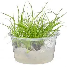 Lesser Creeping Rush - Juncus repens - Live Freshwater Plant (Tissue Culture)