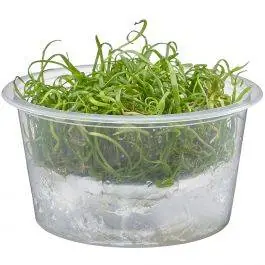 Narrow Leaf Micro Sword - Lilaeopsis mauritiana - Live Freshwater Plant (Tissue Culture)