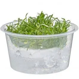 Micro Sword - Lilaeopsis brasiliensis - Live Freshwater Plant (Tissue Culture)