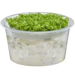 Floating Crystalwort - Riccia fluitans - Live Freshwater Plant (Tissue Culture)