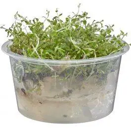 Rotala sp H'ra - Live Freshwater Plant (Tissue Culture)