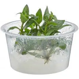 Staurogyne repens - Live Freshwater Plant (Tissue Culture)