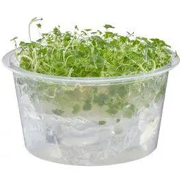 Mini Pennywort - Hydrocotyle tripartita 'Mini' - Live Freshwater Plant (Tissue Culture)