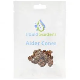 Alder Cones 25ct - Liquid Gardens