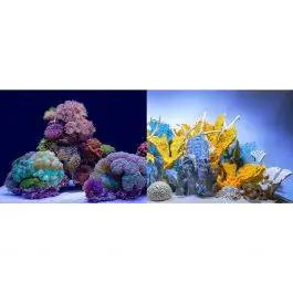Coral Bliss/Luscia Reef Aquarium Backgrounds - SeaView