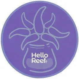 Blue Anemone Sticker - HelloReef
