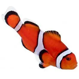ORA Orange Ocellaris Clownfish