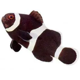 ORA Black Ocellaris Clownfish