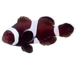 ORA Misbar Black Ocellaris Clownfish