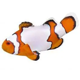 ORA Snowflake Ocellaris Clownfish