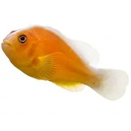 ORA Orange Skunk Clownfish