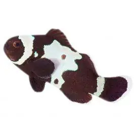 ORA Black Snowflake Ocellaris Clownfish