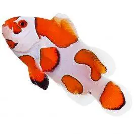ORA Orange Storm Ocellaris Clownfish
