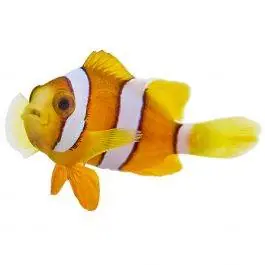 ORA Solomon Island Clarkii Clownfish