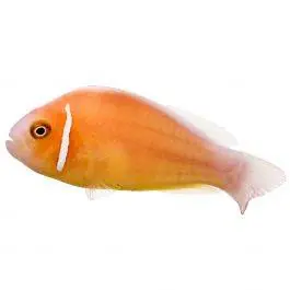 ORA Pink Skunk Clownfish