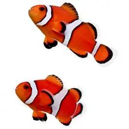 ORA Orange Ocellaris Clownfish (Pair)