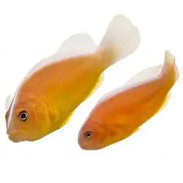 ORA Orange Skunk Clownfish (Pair)