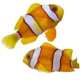 ORA Solomon Island Clarkii Clownfish (Pair)