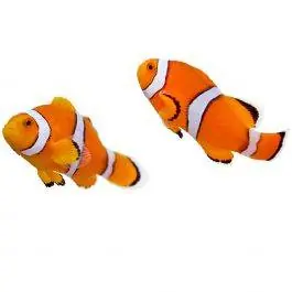 ORA True Percula Clownfish (Pair)