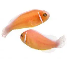 ORA Pink Skunk Clownfish (Pair)