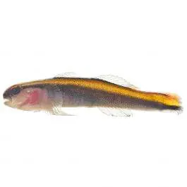 ORA Yellowline Goby