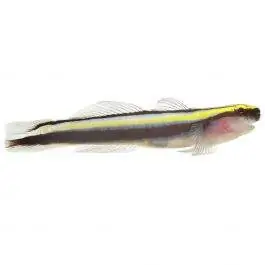 ORA Sharknose Goby
