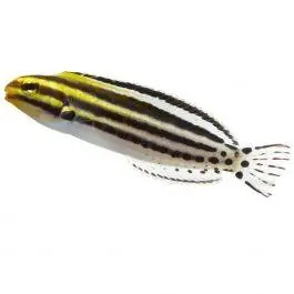 ORA Striped Blenny