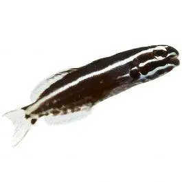 ORA Kamohara Blenny