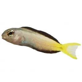ORA Harptail Blenny