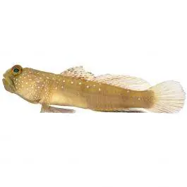 ORA Watchman Goby