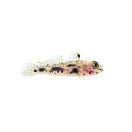 ORA Transparent Cave Goby