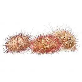 ORA Variegated Urchin